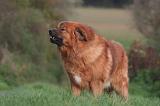 DOGUE DU TIBET 578